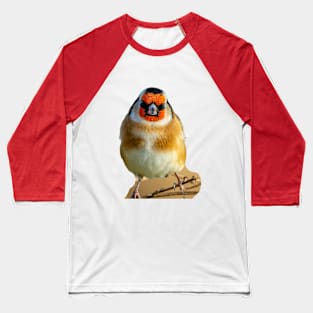 Goldfinch on teasels Baseball T-Shirt